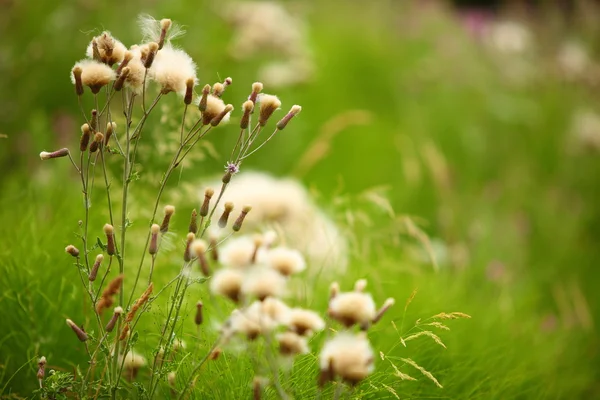 Flores de pradera sobre fondo borroso verde — Foto de Stock