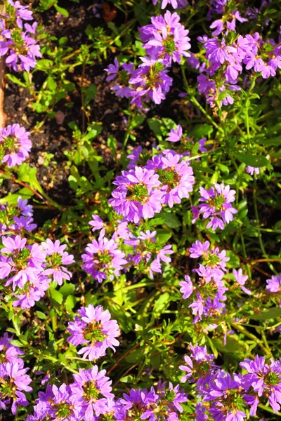 Fialové květiny v zahradě, zářil na slunce — Stock fotografie
