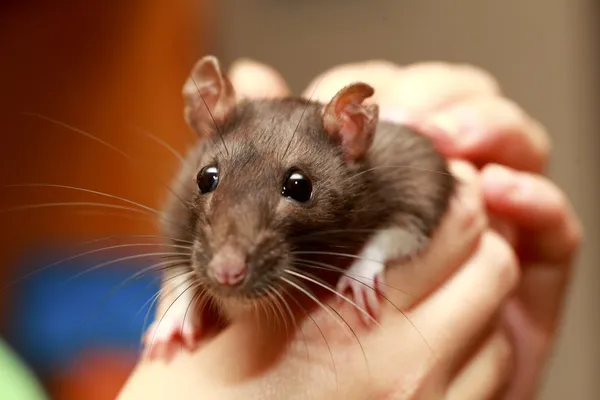 Amistoso animal doméstico rata marrón en la mano humana, animales en casa — Foto de Stock