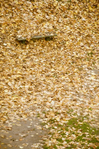 Pad és juhar elhagyja a Városliget őszén — Stock Fotó