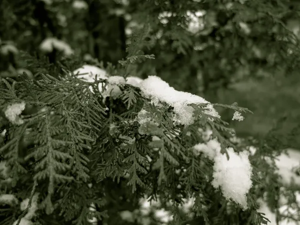 Arbre vert conifères recouvert de neige, temps d'hiver — Photo