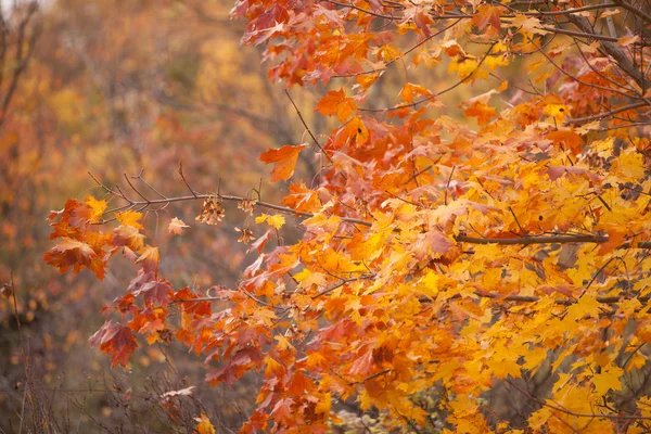 美しい秋の木々。秋の風景. — ストック写真
