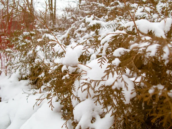 Green tree coniferous covered by snow, winter time — Stock Photo, Image