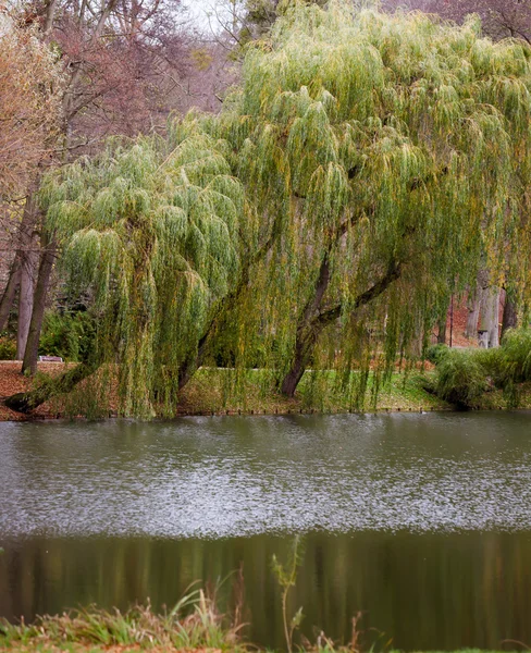 Autumn fall park. Lake and weeping willow tree. — Stock Photo, Image