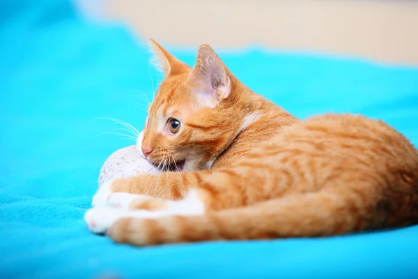 Evdeki hayvanlar. Yataktaki küçük sevimli kedi yavrusu. — Stok fotoğraf