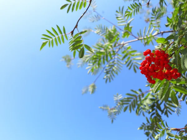 शरद ऋतु रोवन बेरीज एशबेरी। सोर्बस ऑक्यूपेरिया — स्टॉक फ़ोटो, इमेज