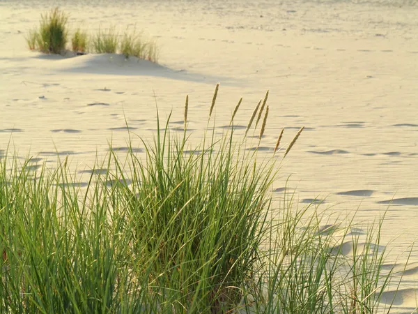 Sea grass on the coast of the Baltic Sea — Stock Photo, Image