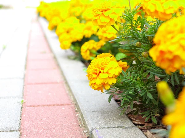 Žluté květy v zahradě. tagetes měsíček — Stock fotografie