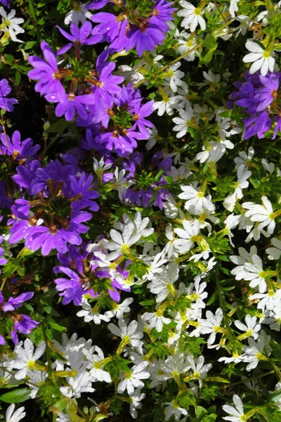 Flores blancas violetas en el jardín brillaban al sol —  Fotos de Stock
