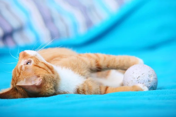 Evdeki hayvanlar. Yataktaki küçük sevimli kedi yavrusu. — Stok fotoğraf