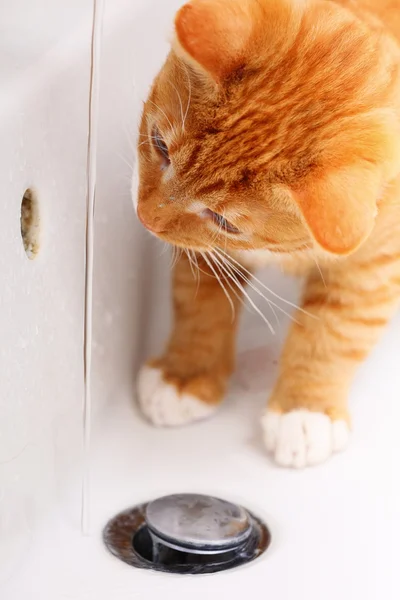 Animais em casa gato vermelho pet kitty água potável no banheiro — Fotografia de Stock