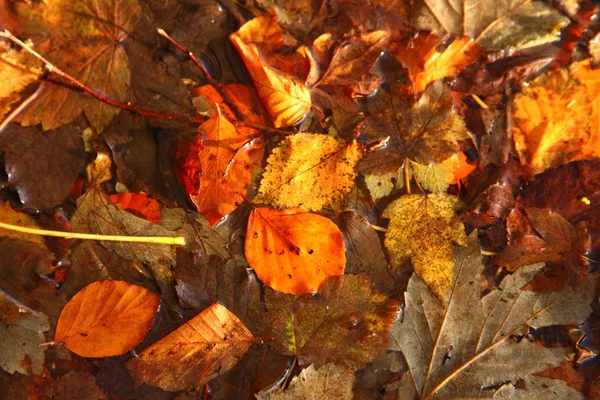 Kolorowe jesienne liście jako tło — Zdjęcie stockowe