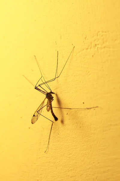 Mosquito sentado na parede interior — Fotografia de Stock