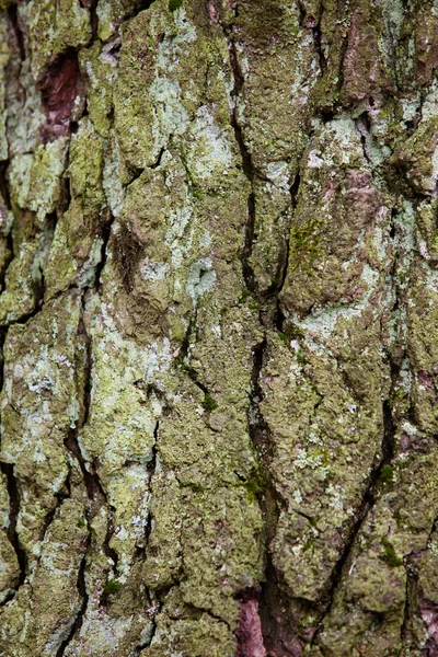 Old tree bark detail texture background — Stock Photo, Image