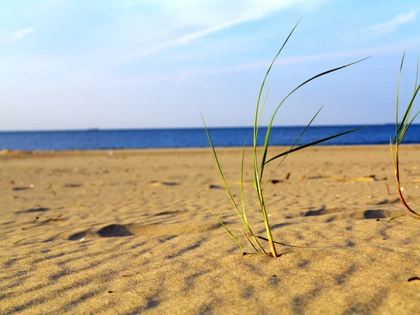 Baltic sea grassy sand dunes in the foreground — Stock Photo, Image