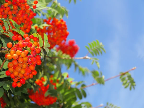 Autumn rowan berries ashberry. Sorbus aucuparia — Stock Photo, Image