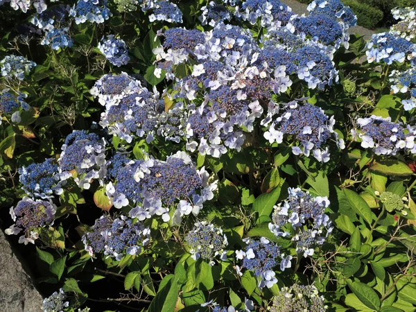 Hydrangea Aspera Macrophylla hortensia flowers — Stock Photo, Image