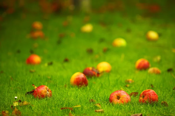 Fondo de otoño, manzanas rojas en el suelo en el jardín — Foto de Stock