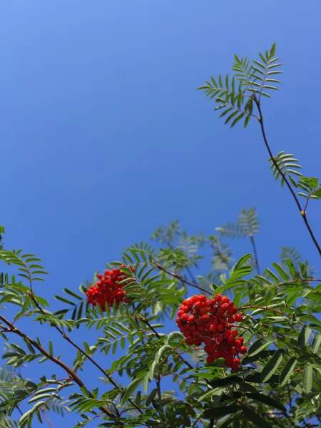 Vogelbeeren im Herbst. Sorbus aucuparia — Stockfoto