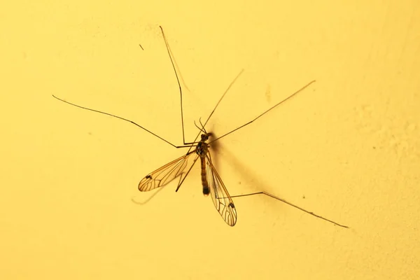 Mosquito sentado na parede interior — Fotografia de Stock