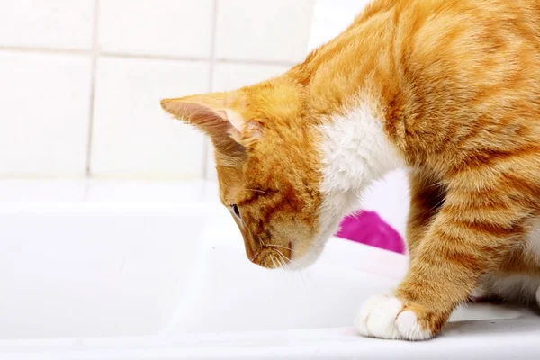 Animais em casa vermelho bebê gato pet kitty no banheiro — Fotografia de Stock