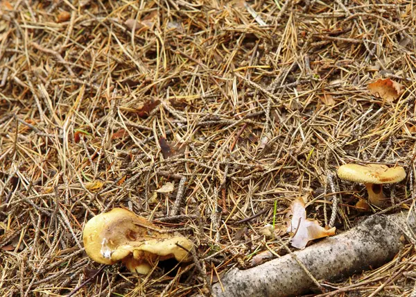 Fungo selvatico della foresta a terra — Foto Stock