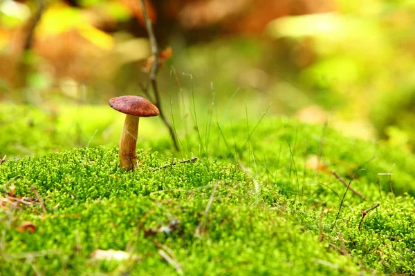 Forest mushroom bay bolete in a green moss — Stock Photo, Image