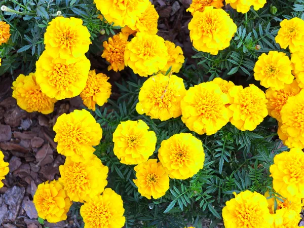 Yellow flowers in the garden. Marigold tagetes — Stock Photo, Image