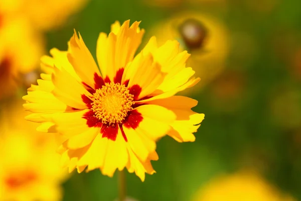 Gele bloemen in de tuin schitterden bij de zon — Stockfoto