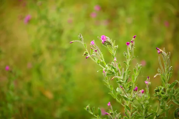 Violetta blommor på ängen lyste på sun — Stockfoto