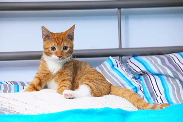 Animais em casa - pequeno gato bonitinho gatinho vermelho na cama — Fotografia de Stock