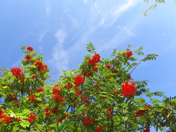 Bayas de rowan de otoño arándano. Sorbus aucuparia —  Fotos de Stock