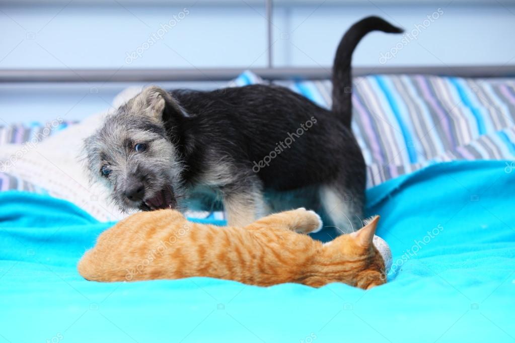 Hayvanlar ev köpeği ve yatağa birlikte oynayan kedi — Stok Foto