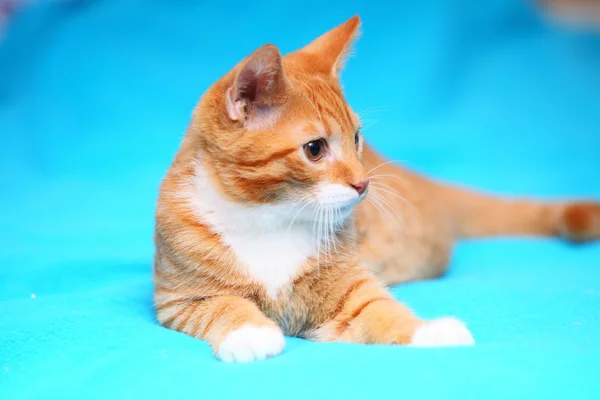 Animales en casa - gatito pequeño gato lindo rojo en la cama — Foto de Stock