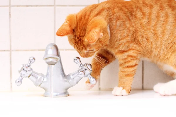 Animals at home red cat pet kitty drinking water in bathroom — Stock Photo, Image