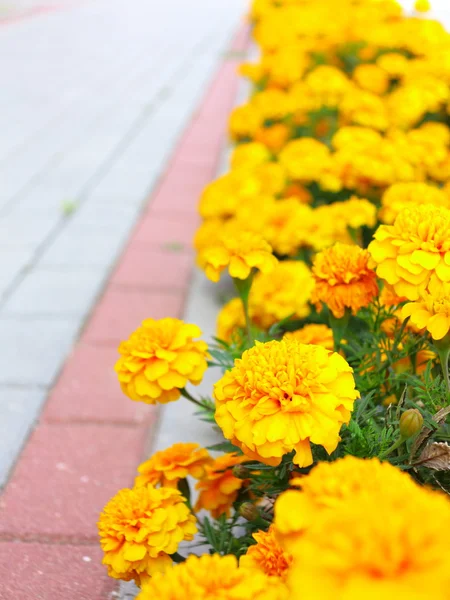 Gele bloemen in de tuin. Goudsbloem Afrikaantje — Stockfoto