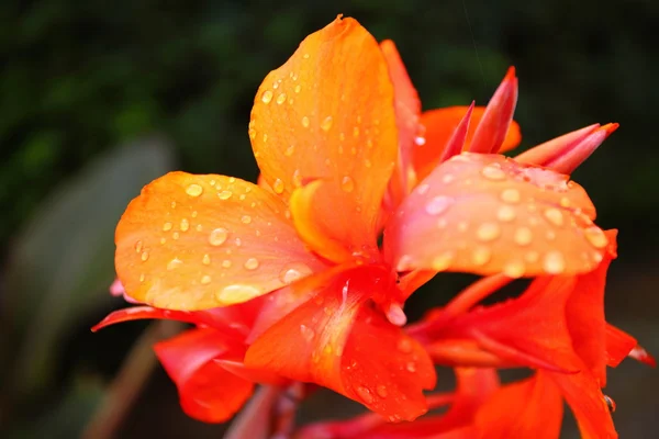 Orange flowers in the garden shined at sun — Stock Photo, Image