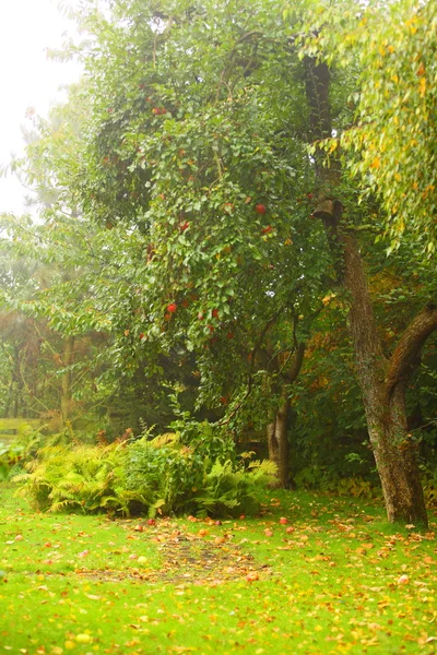 Giardino tranquillo e sentiero. albero di mele sullo sfondo — Foto Stock