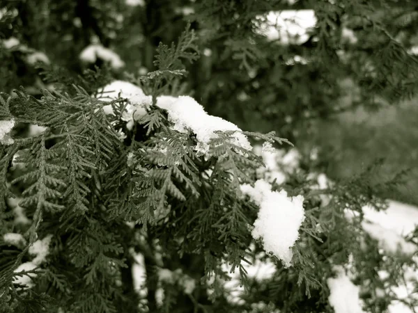 Green tree coniferous covered by snow, winter time — Stock Photo, Image
