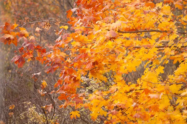 Beaux arbres d'automne. Paysage automnal. — Photo