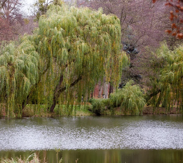 Sonbahar parkı. Göl ve ağlayan söğüt ağacı. — Stok fotoğraf