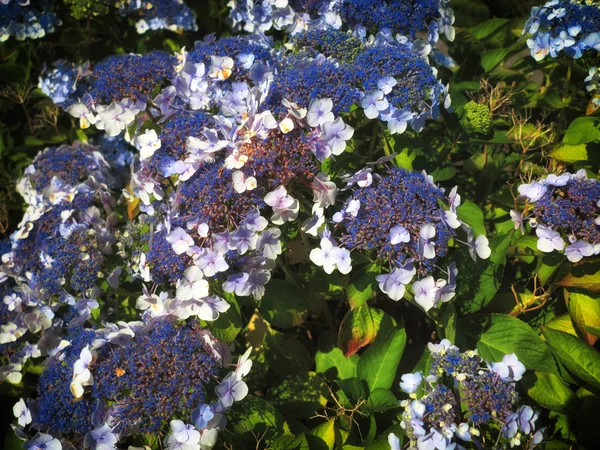 Hortensia Aspera Macrophylla hortensia bloemen — Stockfoto