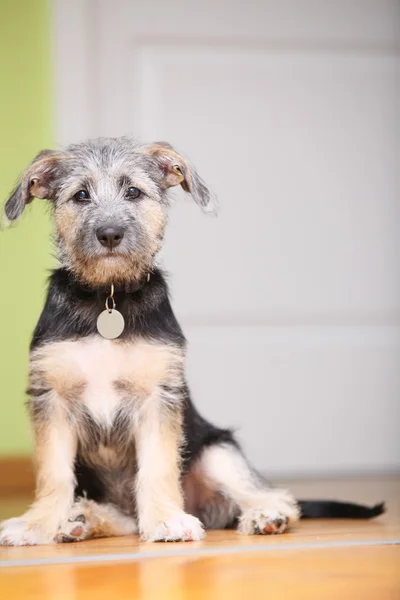 Djur hemma hund sällskapsdjur mutt valp sittande på golvet — Stockfoto