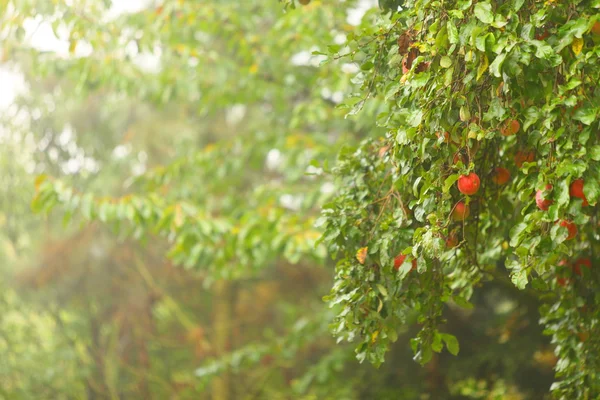 Maçã vermelha crescendo na árvore. Produtos naturais. — Fotografia de Stock