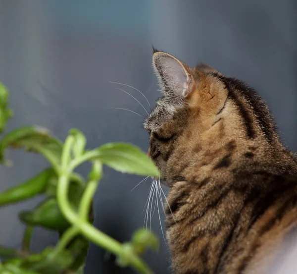 Kissa ja kukka ikkunassa — kuvapankkivalokuva