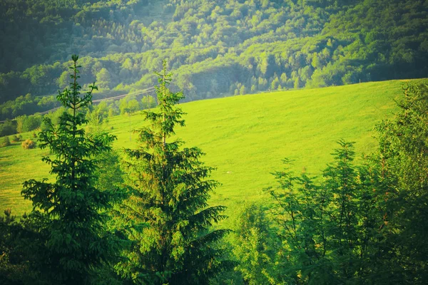 Καταπράσινο τοπίο στα βουνά, λόφους bieszczady Πολωνία. καλοκαιρινές διακοπές. — Φωτογραφία Αρχείου