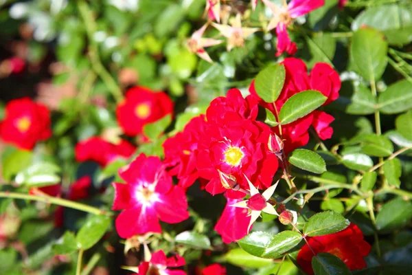 Bush venkovní červených růží — Stock fotografie
