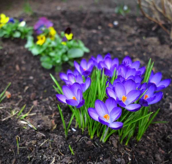 First spring flowers purple crocuses. — Stock Photo, Image