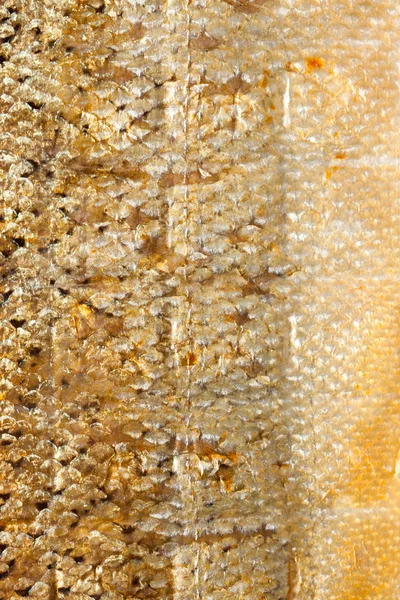 Closeup brilhante escalas salmão peixe como alimento animal fundo textura — Fotografia de Stock