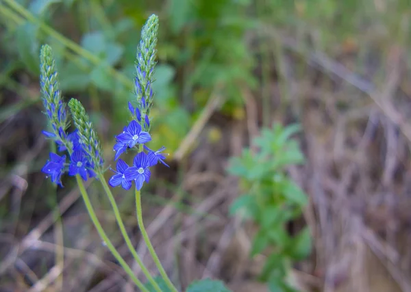 Închideţi pajişte flori albastre. Floarea sălbatică în pădure. Natura . — Fotografie, imagine de stoc